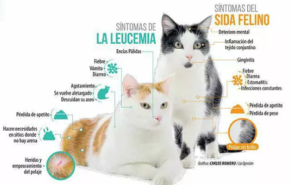 La leucemia felina y el SIDA felino son una de las causas de mayor prevalencia en Chile, aun siendo un país con algunas de las vacunas mas avanzadas en el mundo.