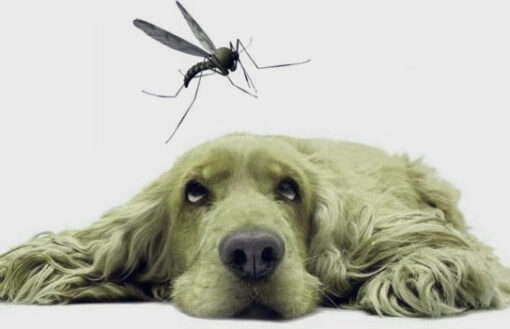 CAMPAÑA LEISHMANIA