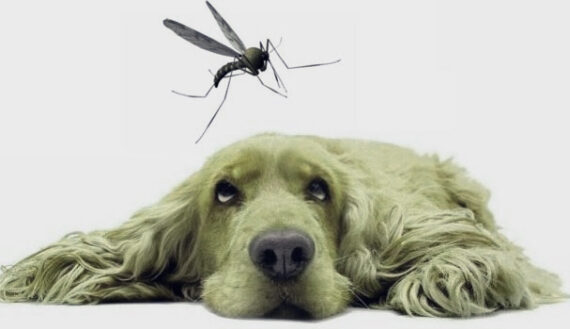 CAMPAÑA LEISHMANIA