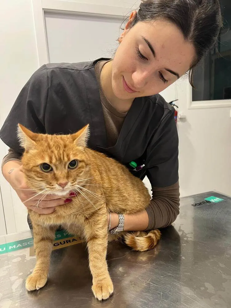 veterinario felino en madrid y ciudad lineal (2)
