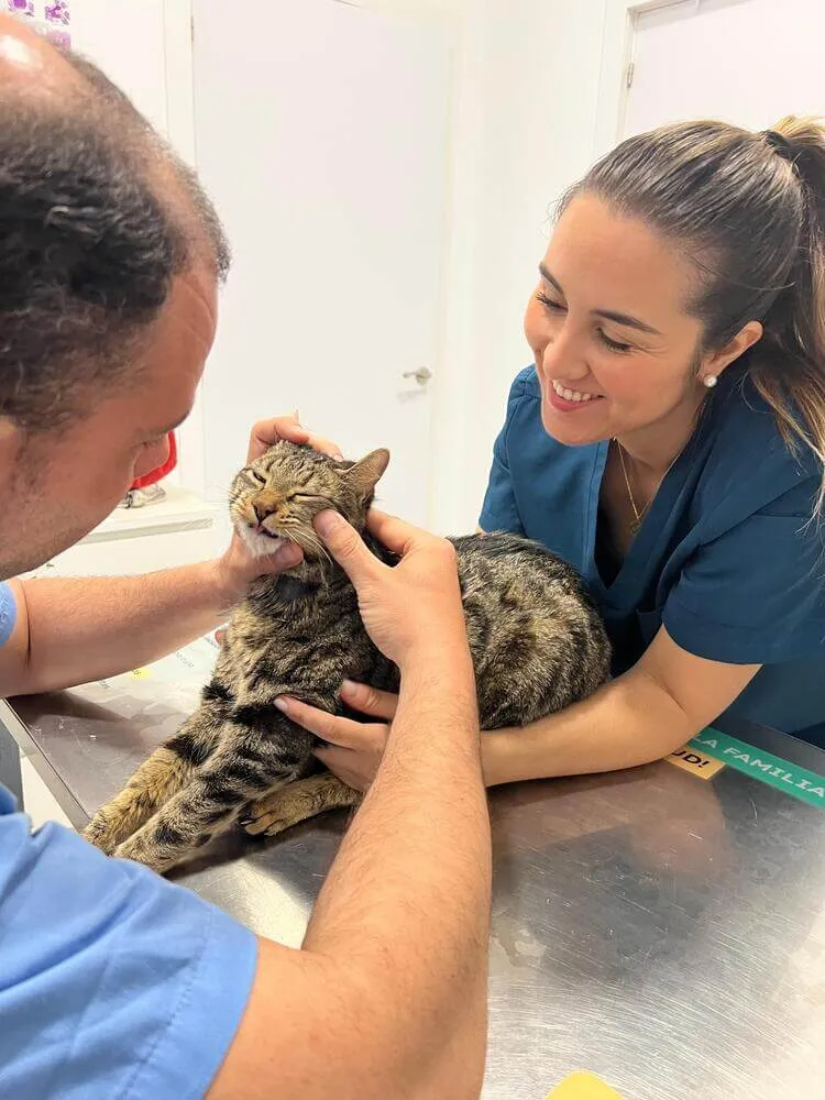 veterinario felino en madrid y ciudad lineal (3)