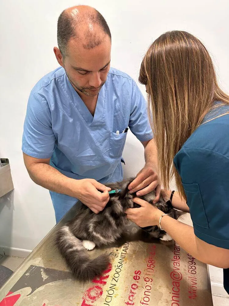 veterinario felino en madrid y ciudad lineal (7)