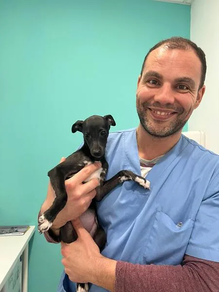 veterinarios en suanzes (11)